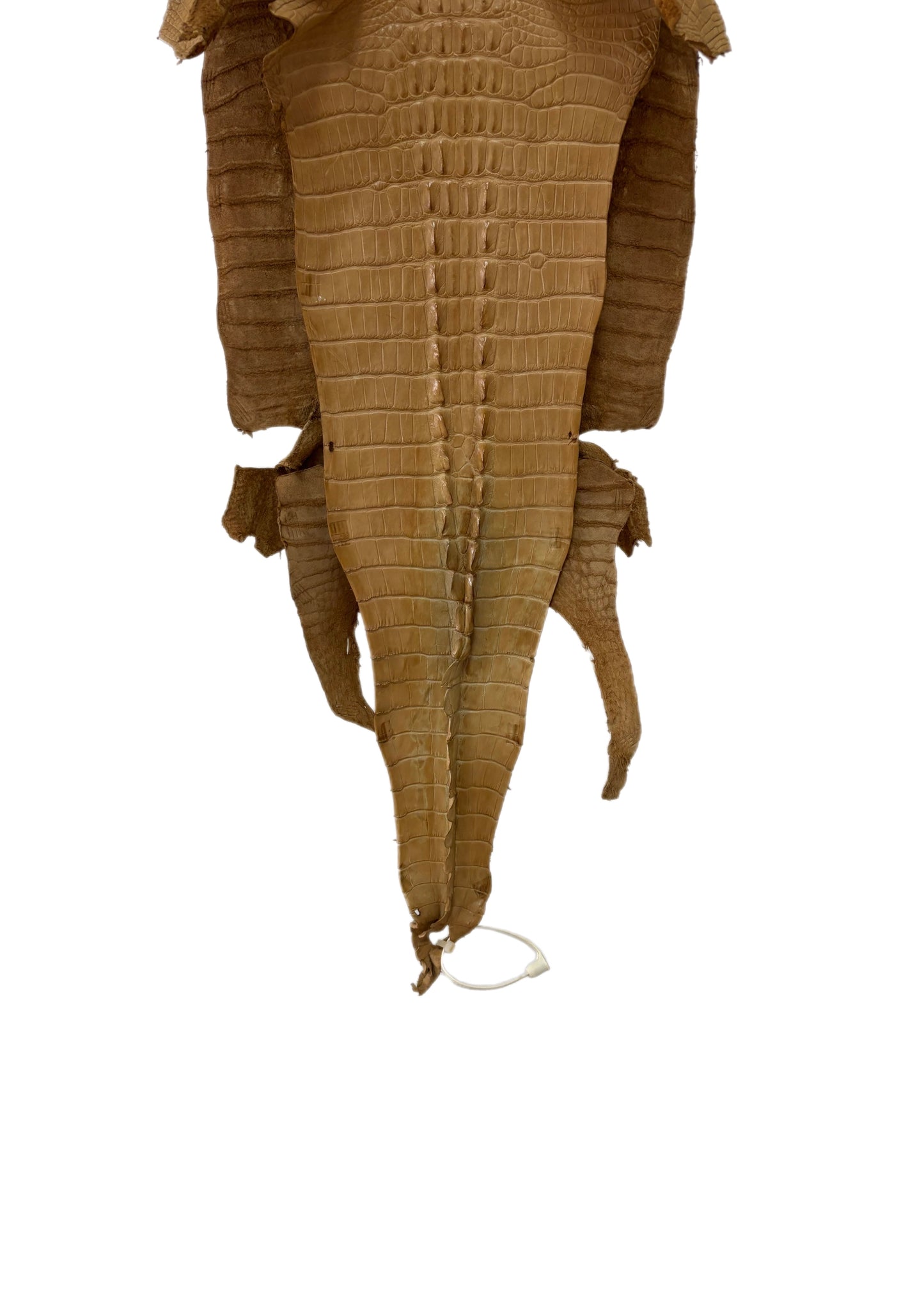 30 cm Grade 1/2 Antique Saddle Matte Farm-Raised American Alligator Hornback Leather - Tag: LA23-0377021