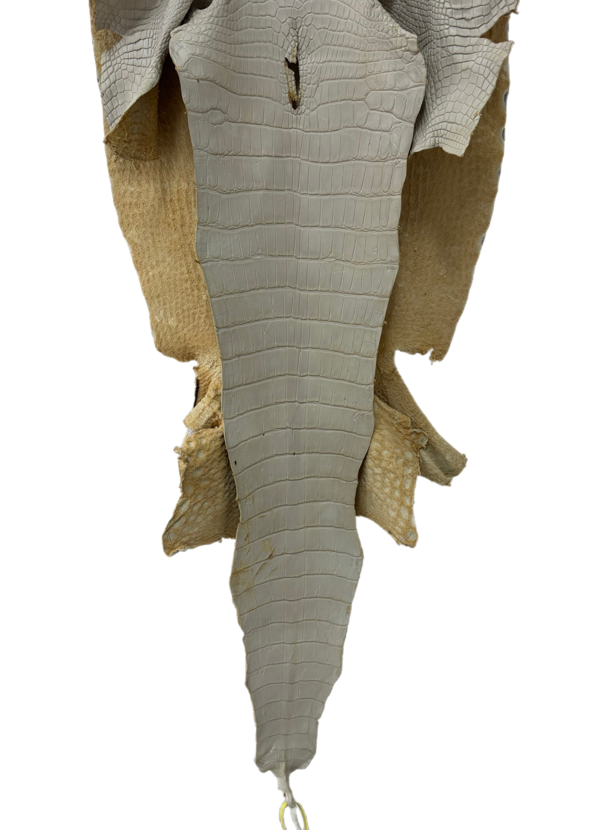 47 cm Grade 3/4 Dune Matte Wild American Alligator Leather - Tag: LA25-0025885
