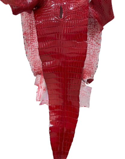 36 cm Grade 3/4 UGA Red Glazed Wild American Alligator Leather - Tag: LA18-0011453