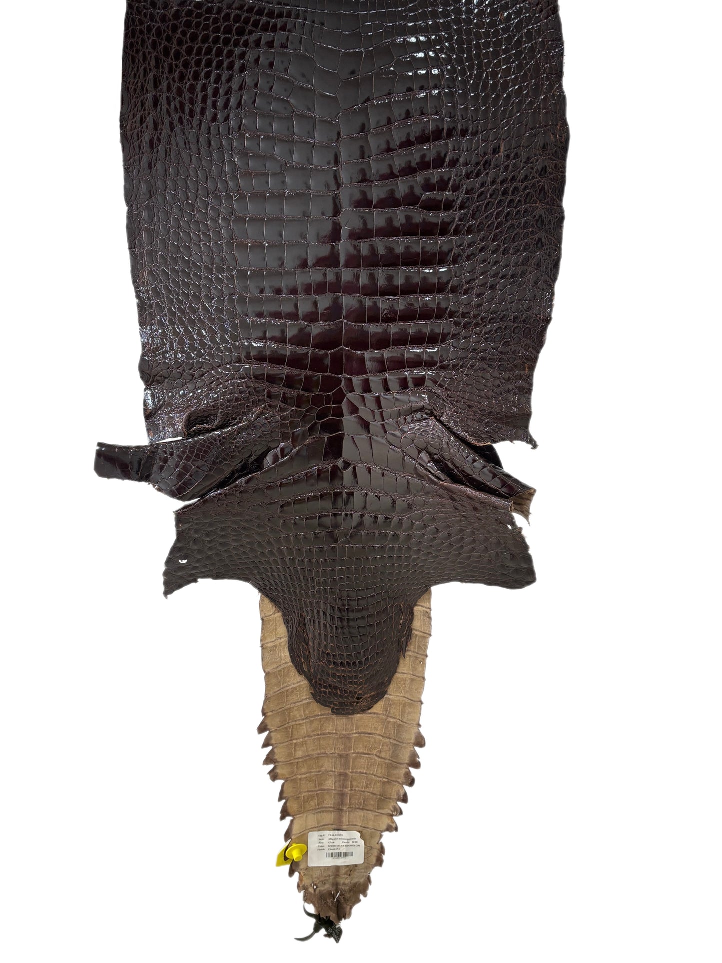 43 cm Grade 2/3 Sport Rust Brown Glazed Wild American Alligator Leather - Tag: FL98-0036481