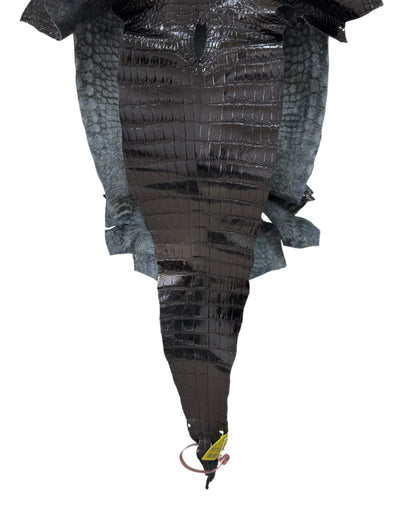 33 cm Grade 3/4 Black Glazed Wild American Alligator Leather - Tag: FL14-0003693
