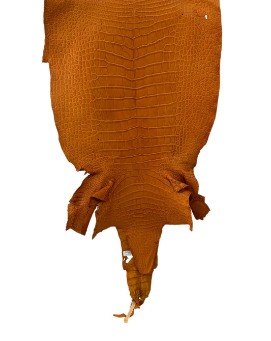 40 cm Grade 3/4 Buttercup Matte Wild American Alligator Leather - Tag: LA23-0014375