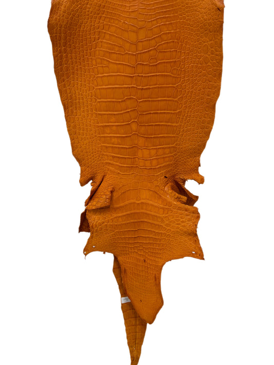 38 cm Grade 2/3 Buttercup Matte Wild American Alligator Leather - Tag: LA23-0030772