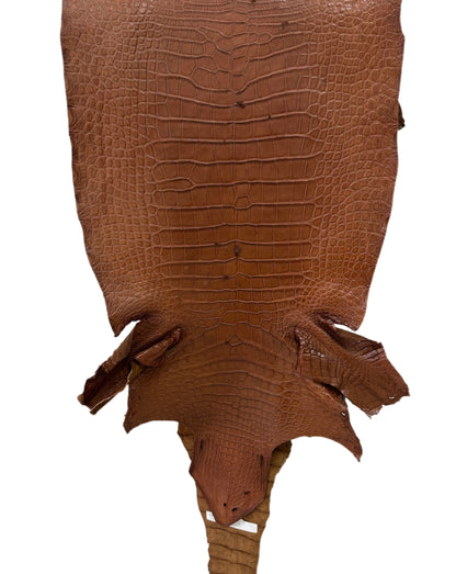 44 cm Grade 4/5 Cigar Matte Wild American Alligator Leather - Tag: LA22-0038273