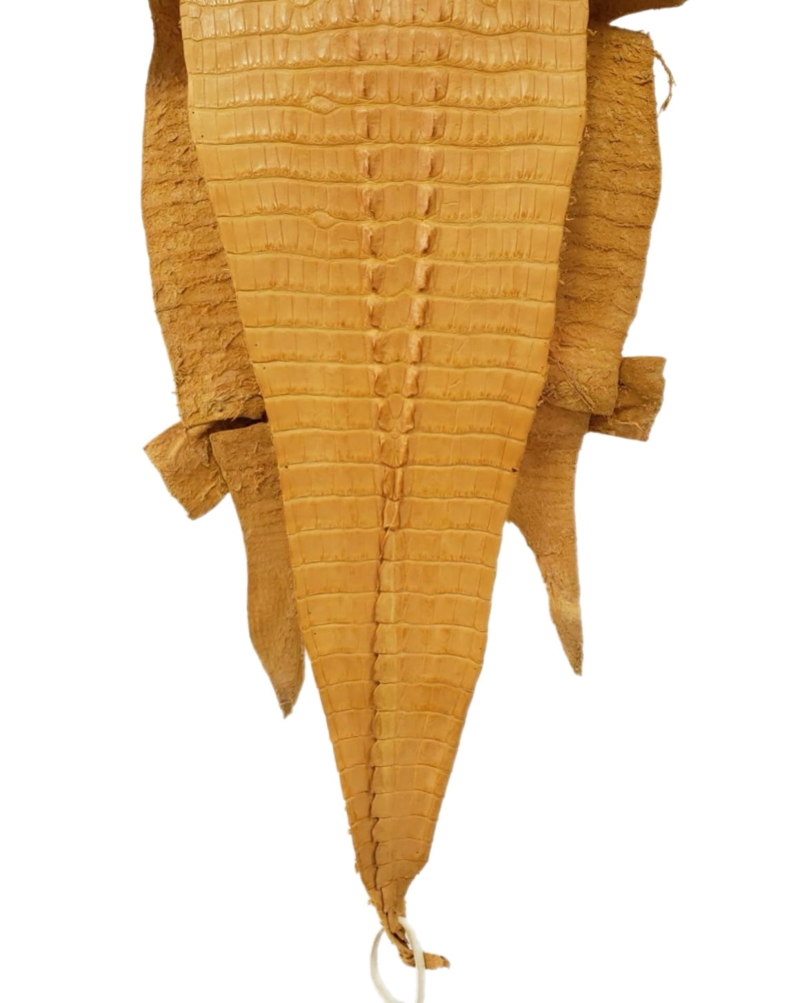 28 cm Grade 2/3 Buttercup Matte Farm-Raised American Alligator Hornback Leather - Tag: LA99-0137779