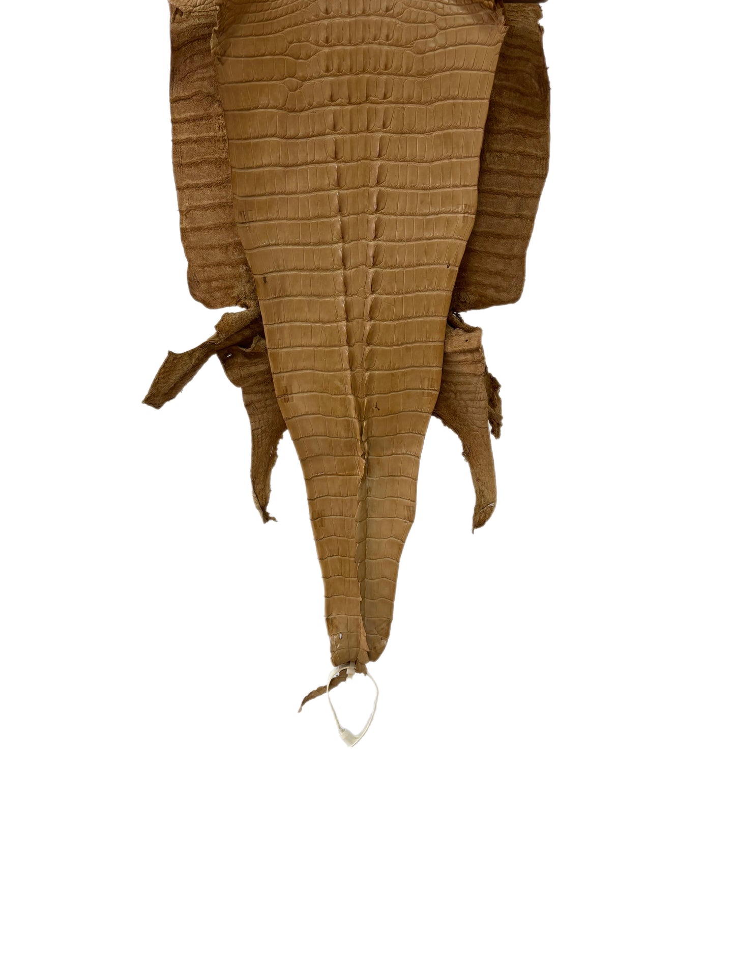 31 cm Grade 1/2 Antique Saddle Matte Farm-Raised American Alligator Hornback Leather - Tag: LA23-0377111