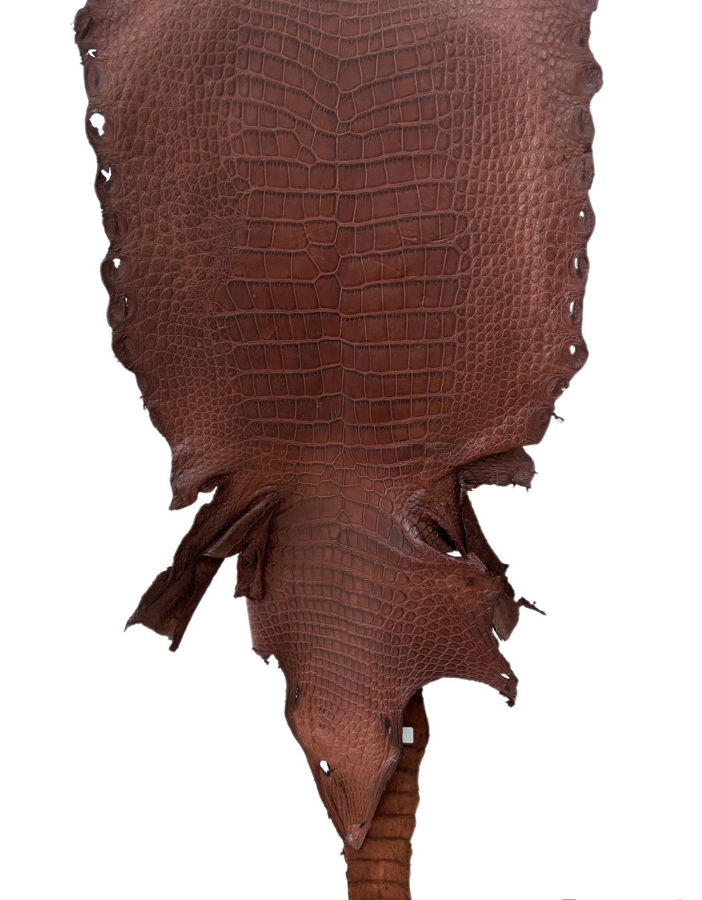 37 cm Grade 4/5 Italian Gold Matte Wild American Alligator Leather - Tag: LA23-0014578