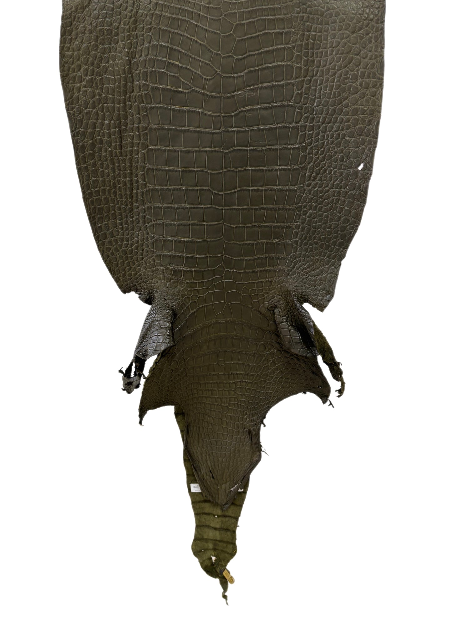 43 cm Grade 3/4 Olive Matte Wild American Alligator Leather - Tag: LA23-0002130