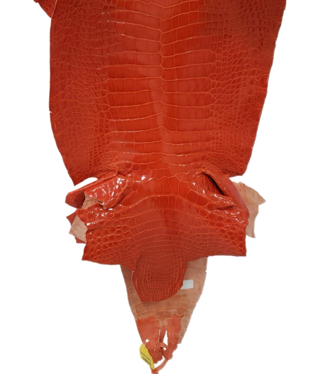 34 cm Grade 1/2 Mandarina Glazed Farm-Raised American Alligator Leather - Tag: GA14-0021768