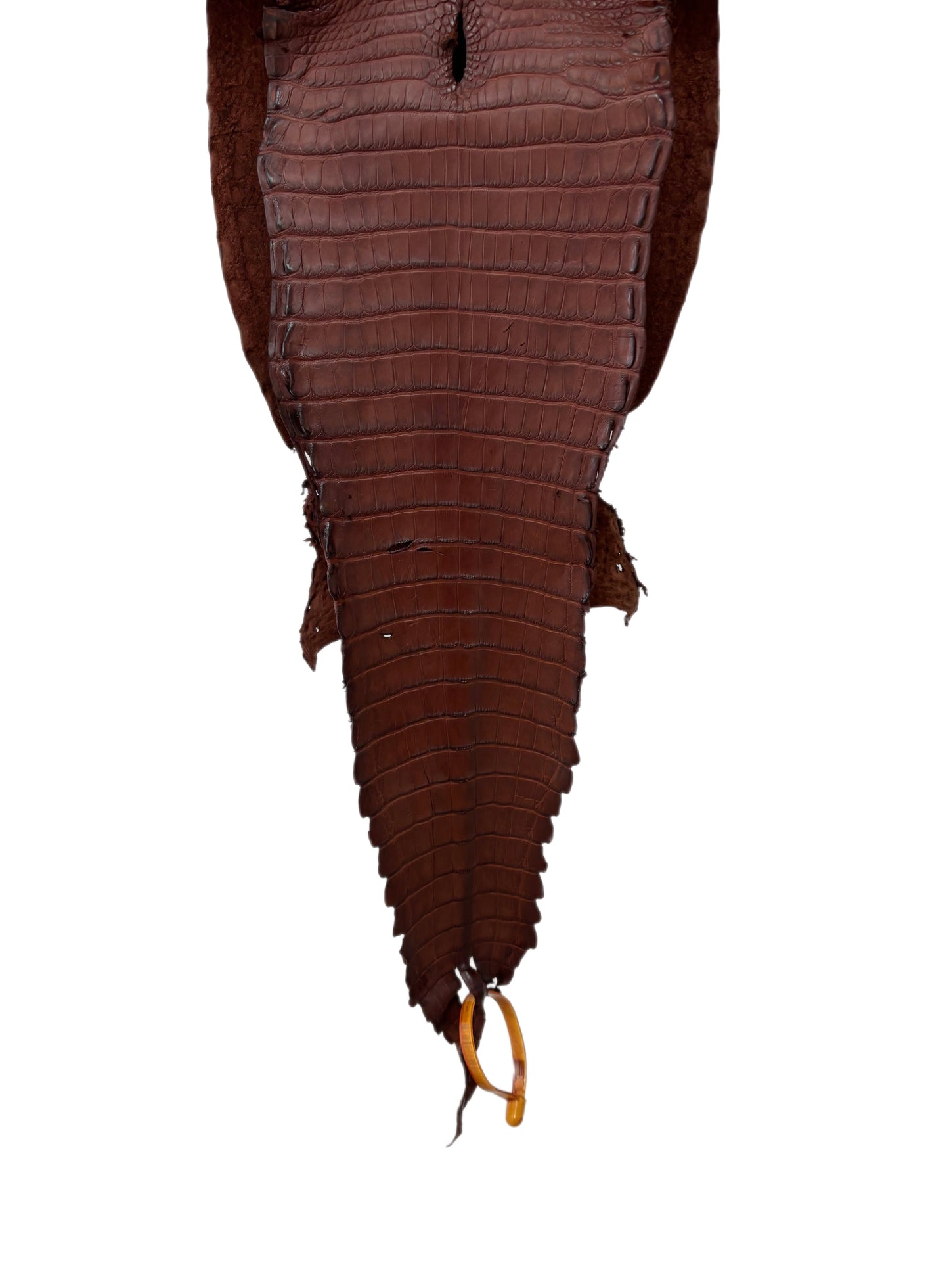 24 cm Grade 3/4 Italian Gold Matte Farm-Raised American Alligator Leather - Tag: FL22-0030284