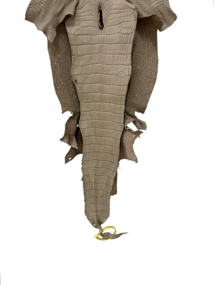 31 cm Grade 2/3 Oatmeal Matte Wild American Alligator Leather - Tag: LA25-0004549