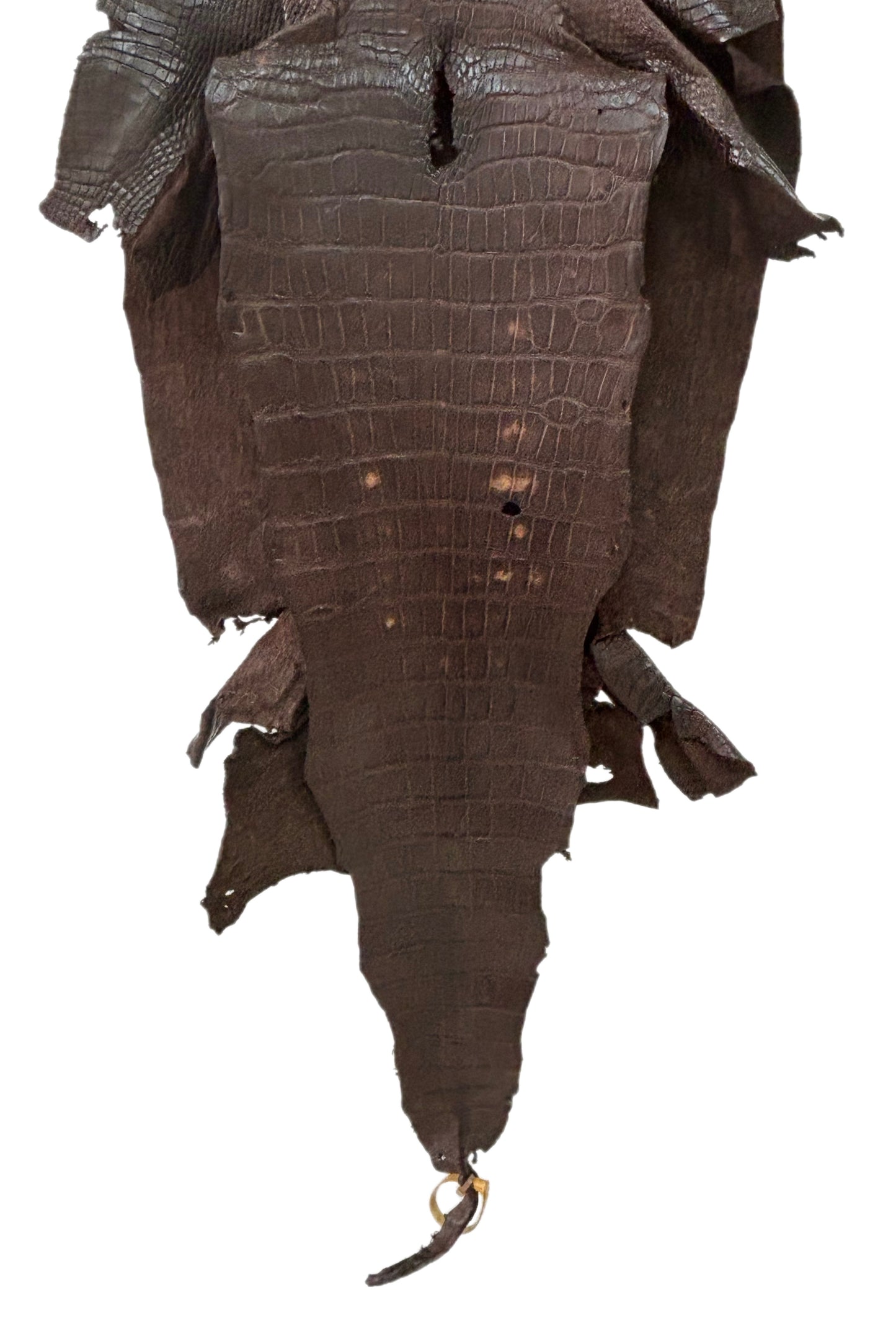 49 cm Grade 3/4 Chocolate Matte Wild American Alligator Leather - Tag: LA23-0015383