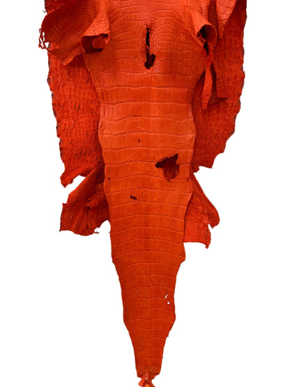 44 cm Grade 4/5 Orange Matte Wild American Alligator Leather - Tag: LA23-0023166