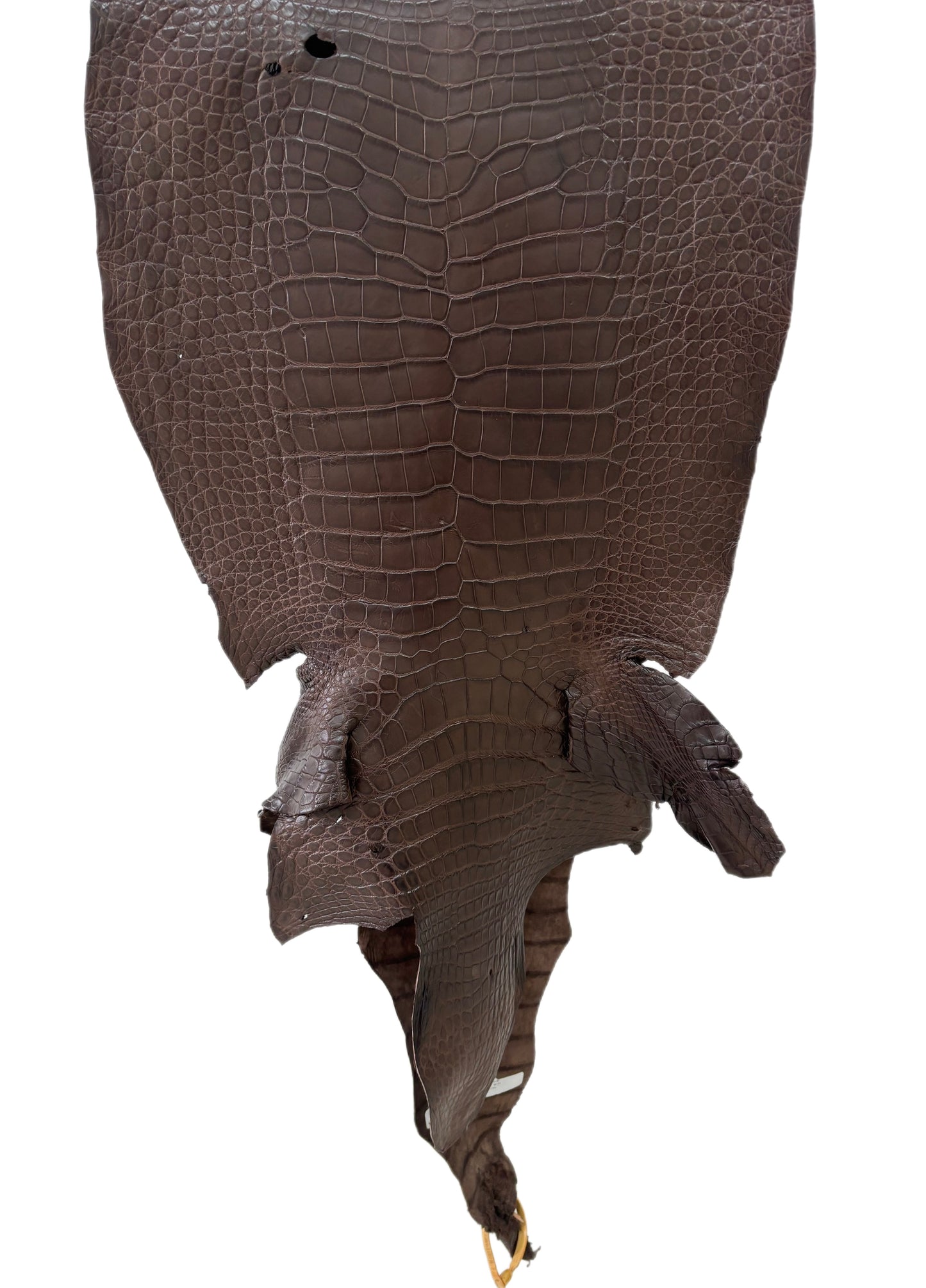 42 cm Grade 3/4 Chocolate Matte Wild American Alligator Leather - Tag: LA23-0017249
