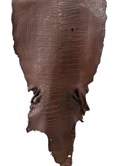 54 cm Grade 3/4 Chocolate Matte Wild American Alligator Leather - Tag: MS24-0000751