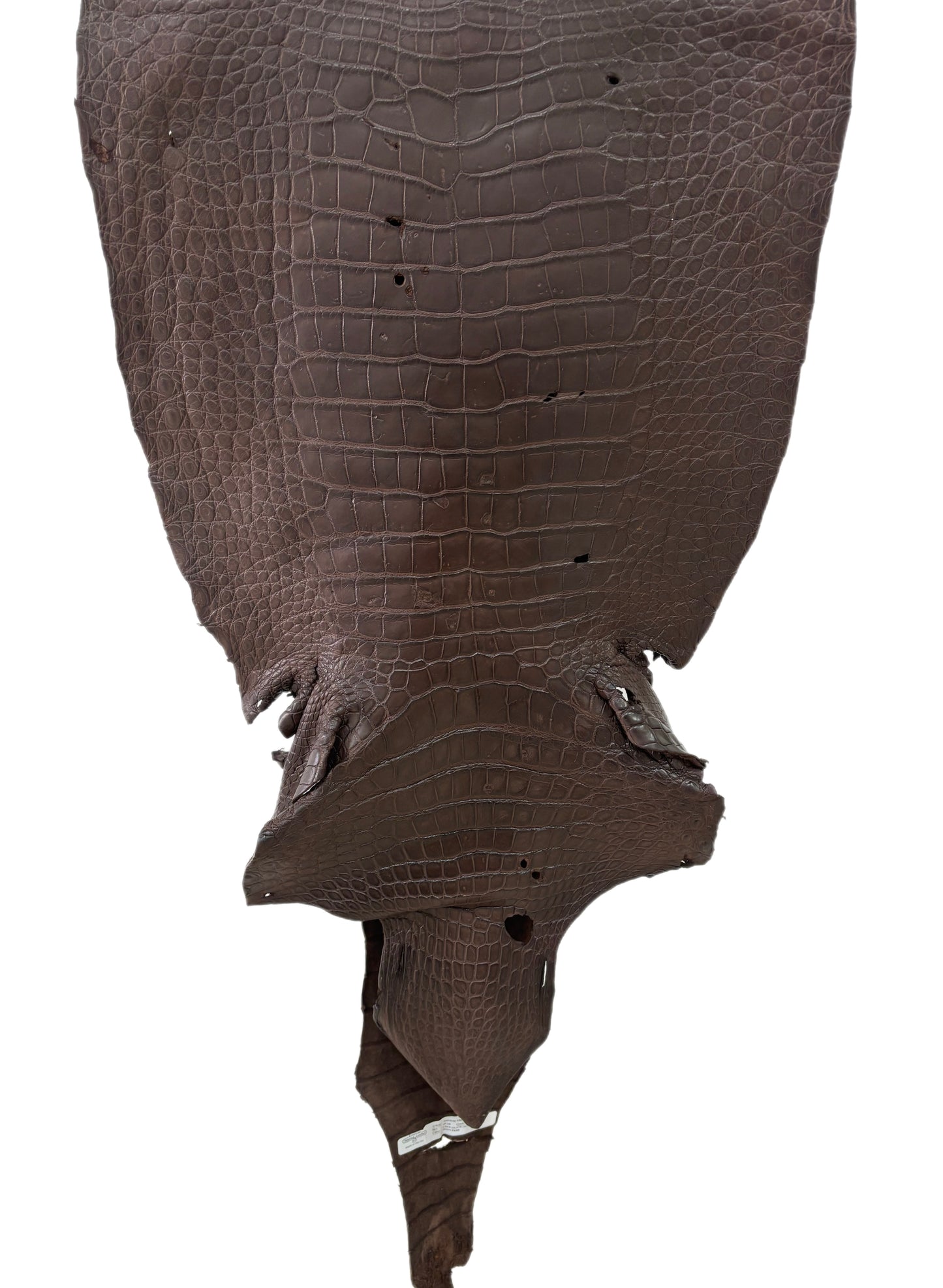 49 cm Grade 4/5 Chocolate Matte Wild American Alligator Leather - Tag: LA23-0003567