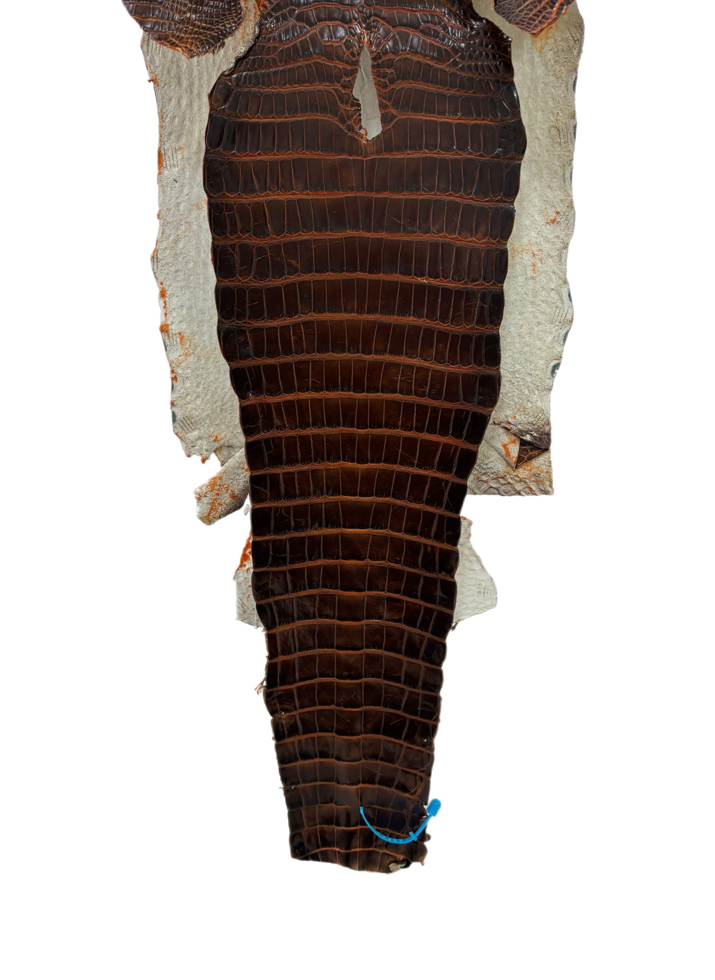31 cm Grade 1/2 Sienna Matte Wild American Alligator Leather - Tag: ESRE-0033697