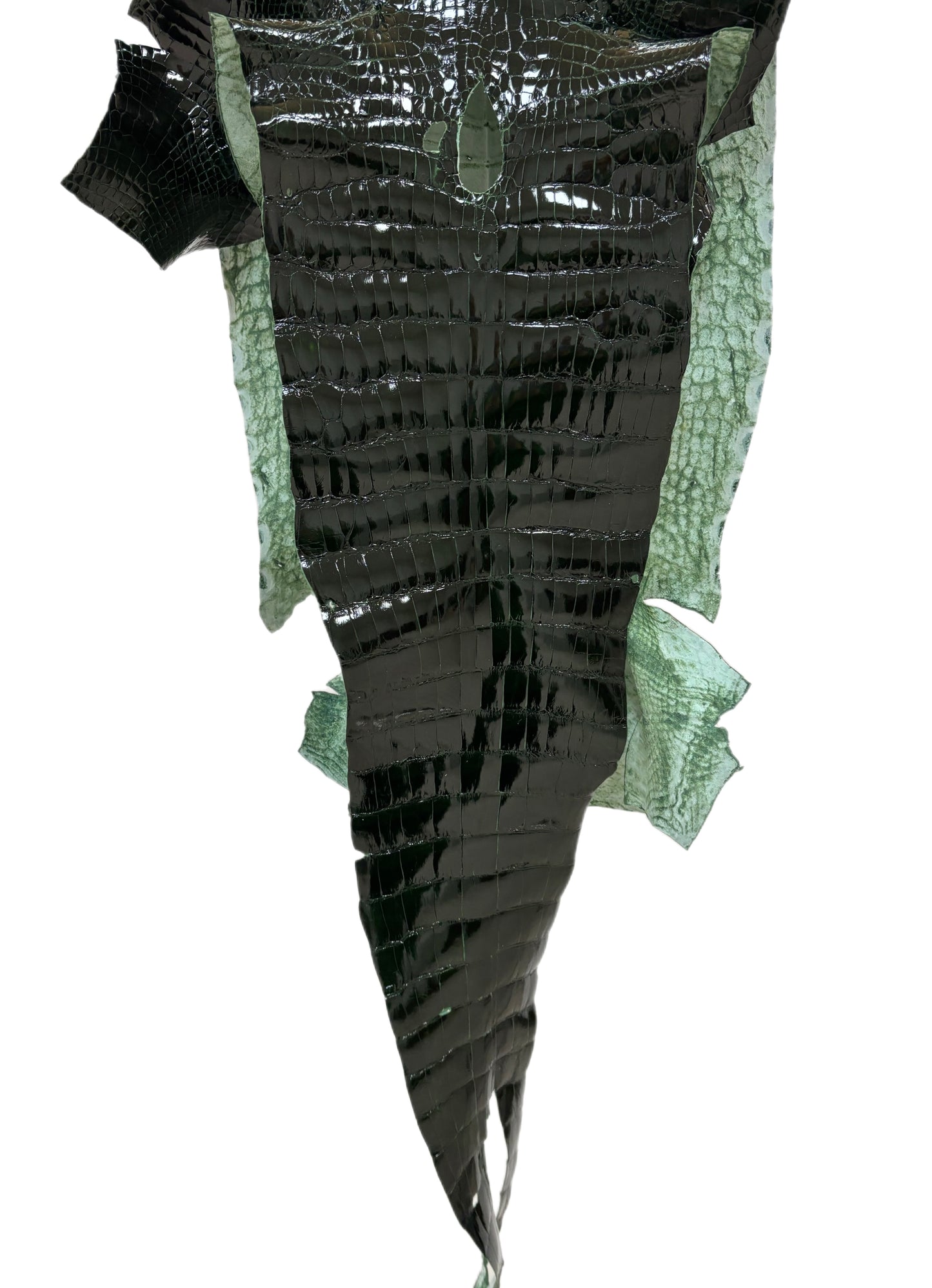 38 cm Grade 3/4 Forest Green Glazed Wild American Alligator Leather - Tag: LA24-0017378