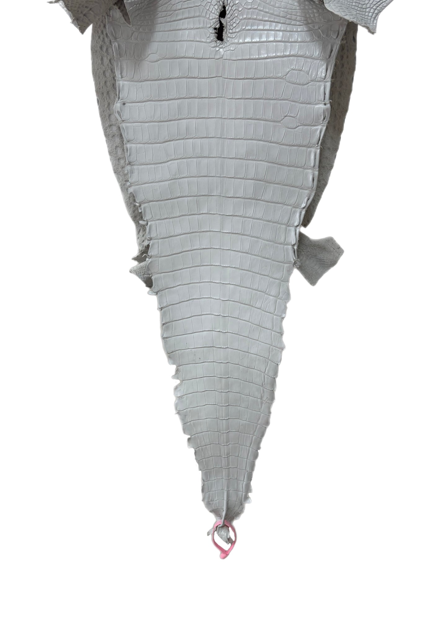 38 cm Grade 2/3 White Matte Farm-Raised American Alligator Leather - Tag: FL21-0024195