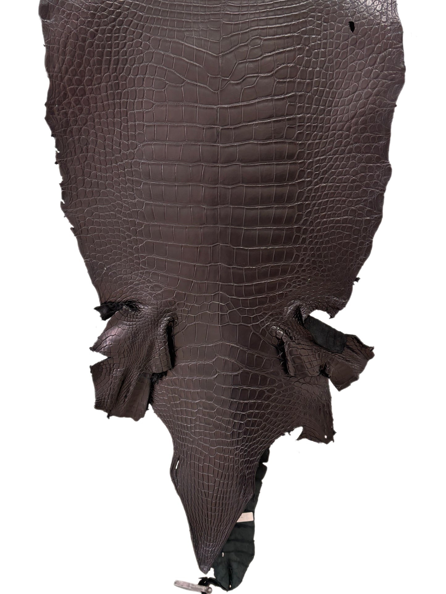 51 cm Grade 2/3 Black Matte Wild American Alligator Leather - Tag: LA23-0004637