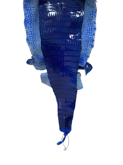 31 cm Grade 2/3 Electric Blue Glazed Wild American Alligator Leather - Tag: LA17-0015724