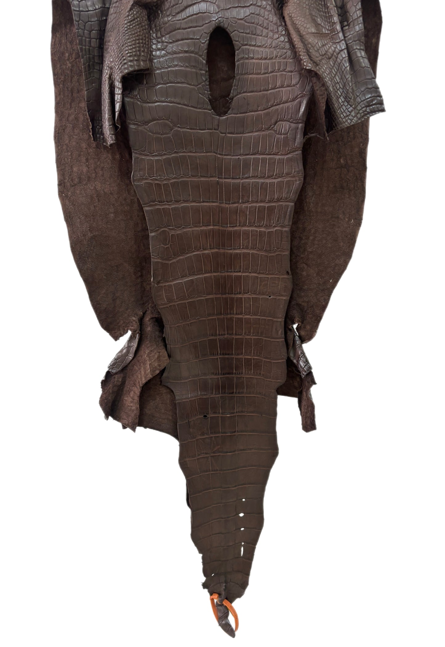 46 cm Grade 3/4 Chocolate Matte Wild American Alligator Leather - Tag: LA24-0022769