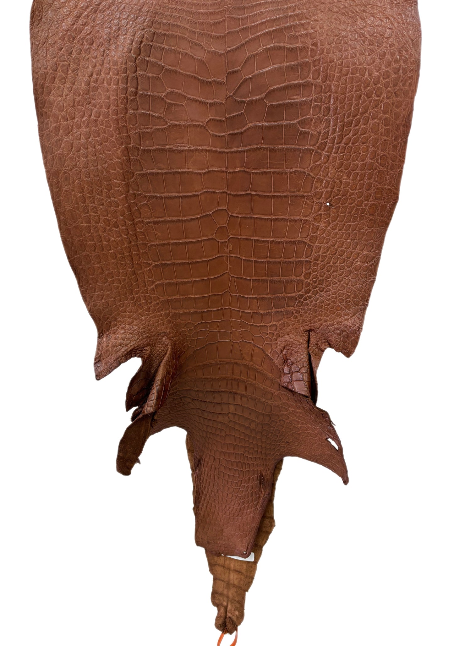 49 cm Grade 4/5 Cigar Matte Wild American Alligator Leather - Tag: LA24-0048921