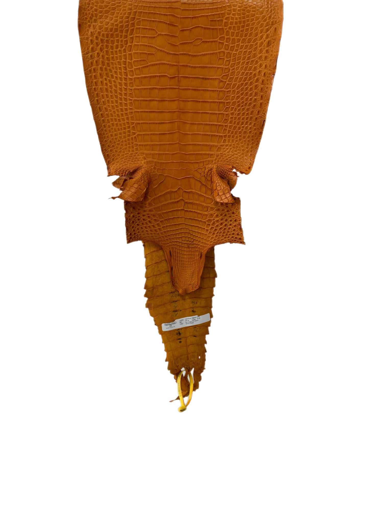 28 cm Grade 2/3 Buttercup Matte Farm-Raised American Alligator Leather - Tag: FL22-0030329