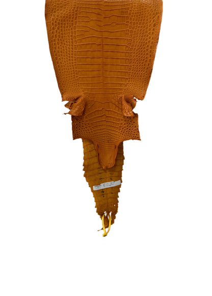 28 cm Grade 2/3 Buttercup Matte Farm-Raised American Alligator Leather - Tag: FL22-0030329