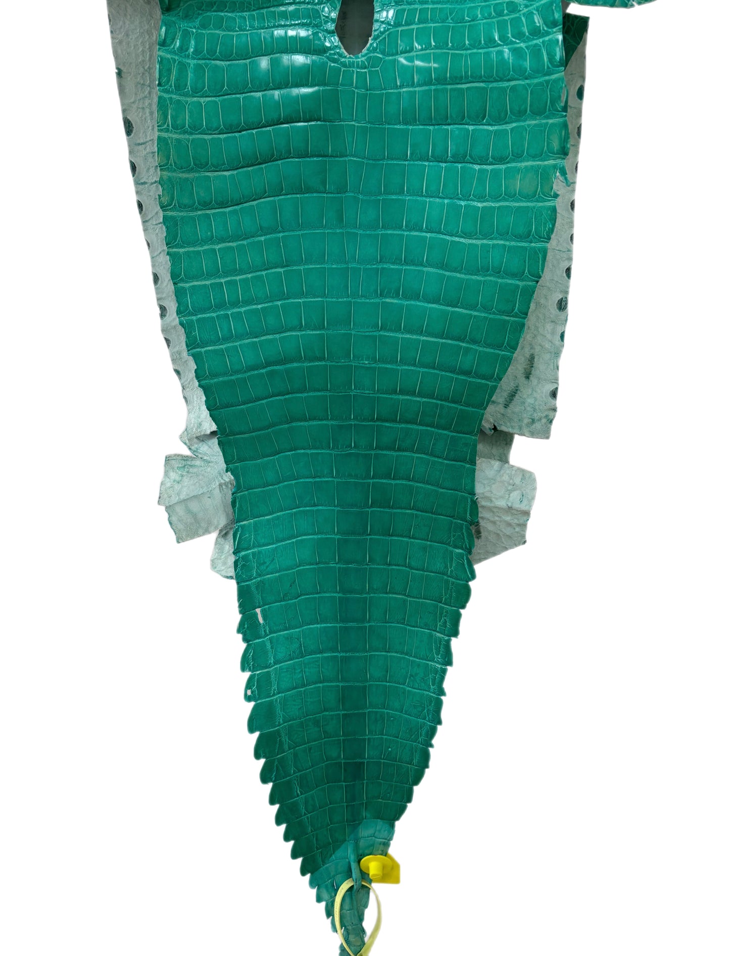 37 cm Grade 1/2 Tiffany Blue Classic Farm-Raised American Alligator Leather - Tag: GA13-0021316