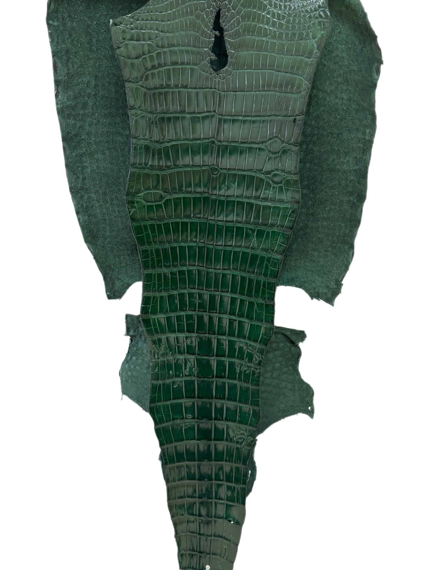 39 cm Grade 1/2 Forest Green Millennium Wild American Alligator Leather - Tag: LA16-0036569
