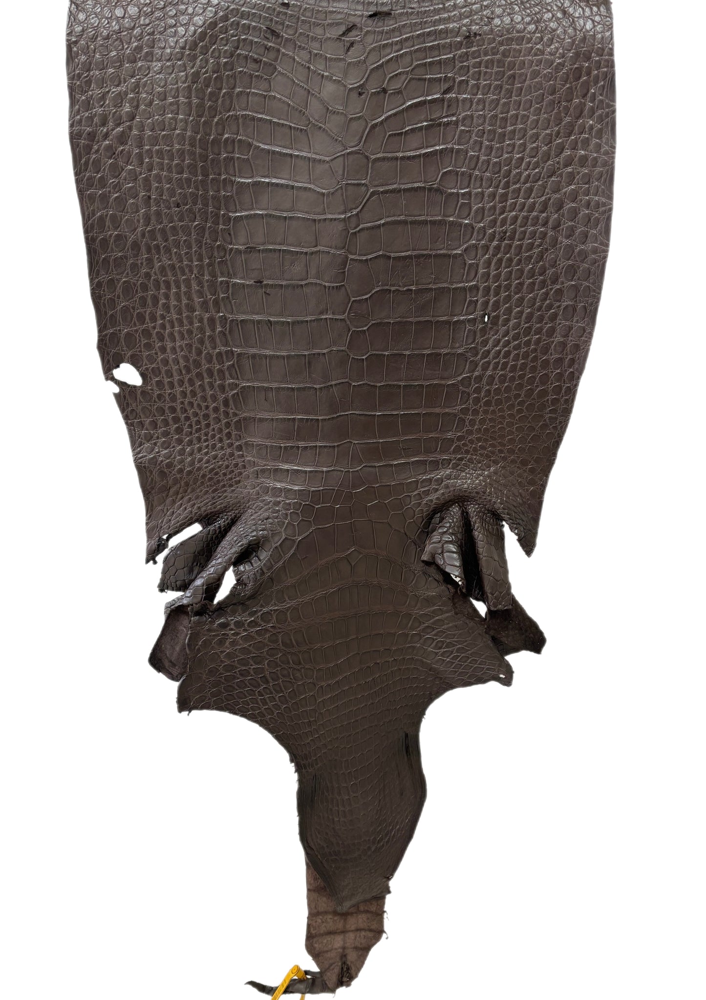 47 cm Grade 4/5 Kralle Brown Matte Wild American Alligator Leather - Tag: LA25-0002046