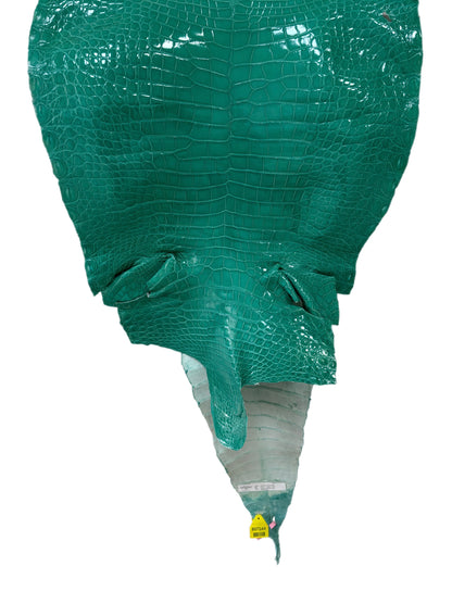 51 cm Grade 2/3 Tiffany Blue Glazed Wild American Alligator Leather - Tag: FL14-0003648