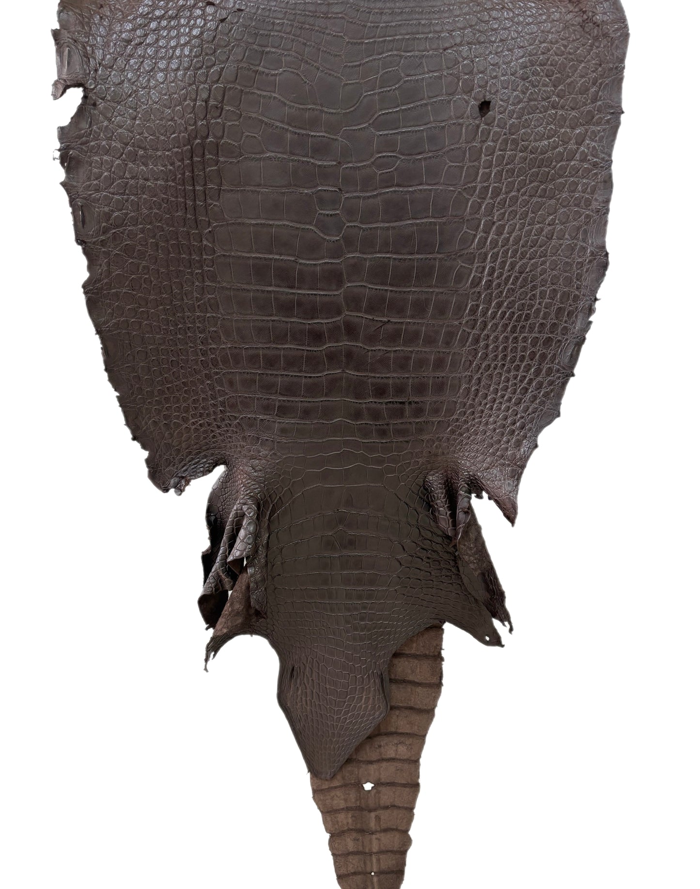 52 cm Grade 4/5 Dark Chocolate Matte Wild American Alligator Leather - Tag: LA23-0049423