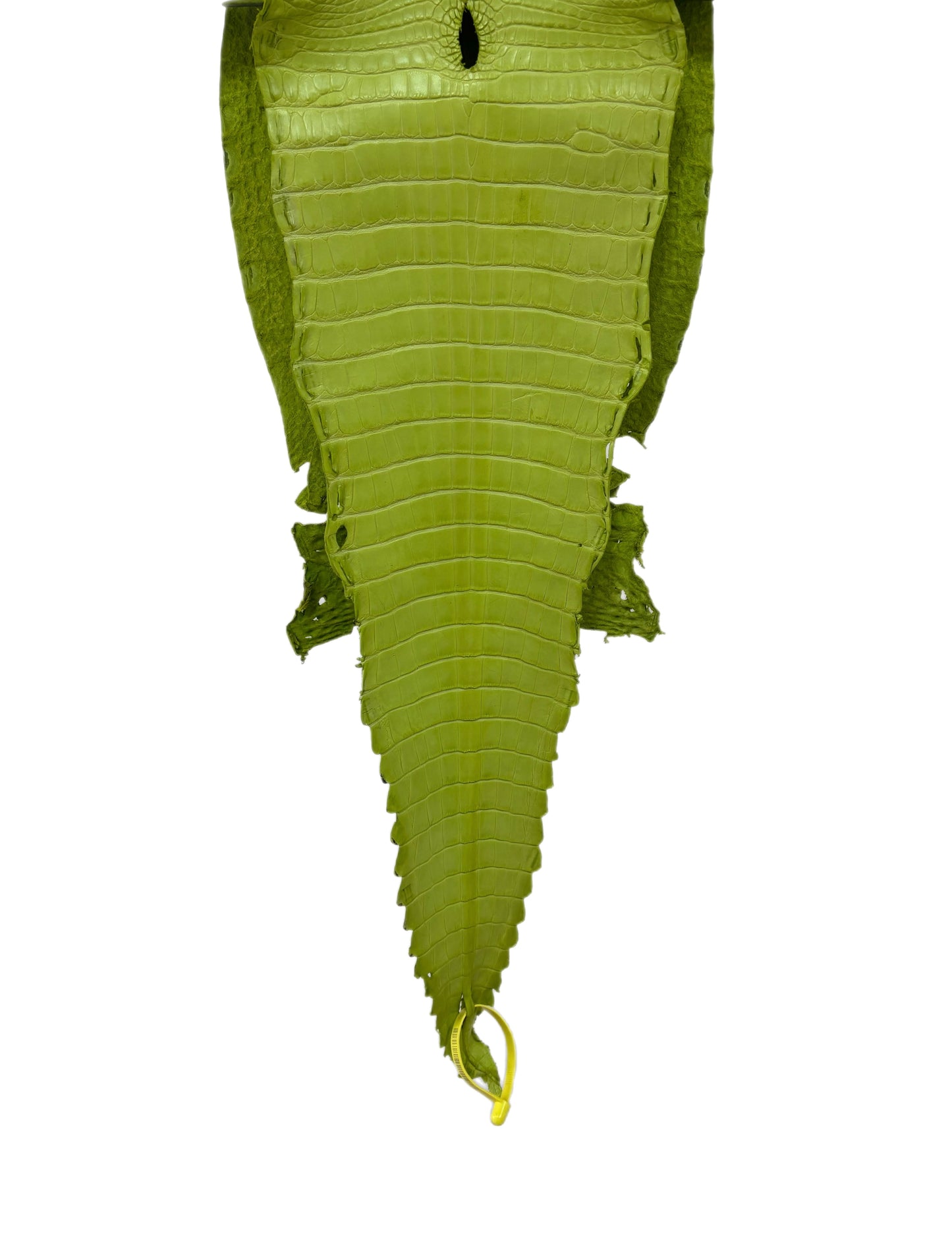 28 cm Grade 2/3 Chartreuse Matte Farm-Raised American Alligator Leather - Tag: FL22-0030374