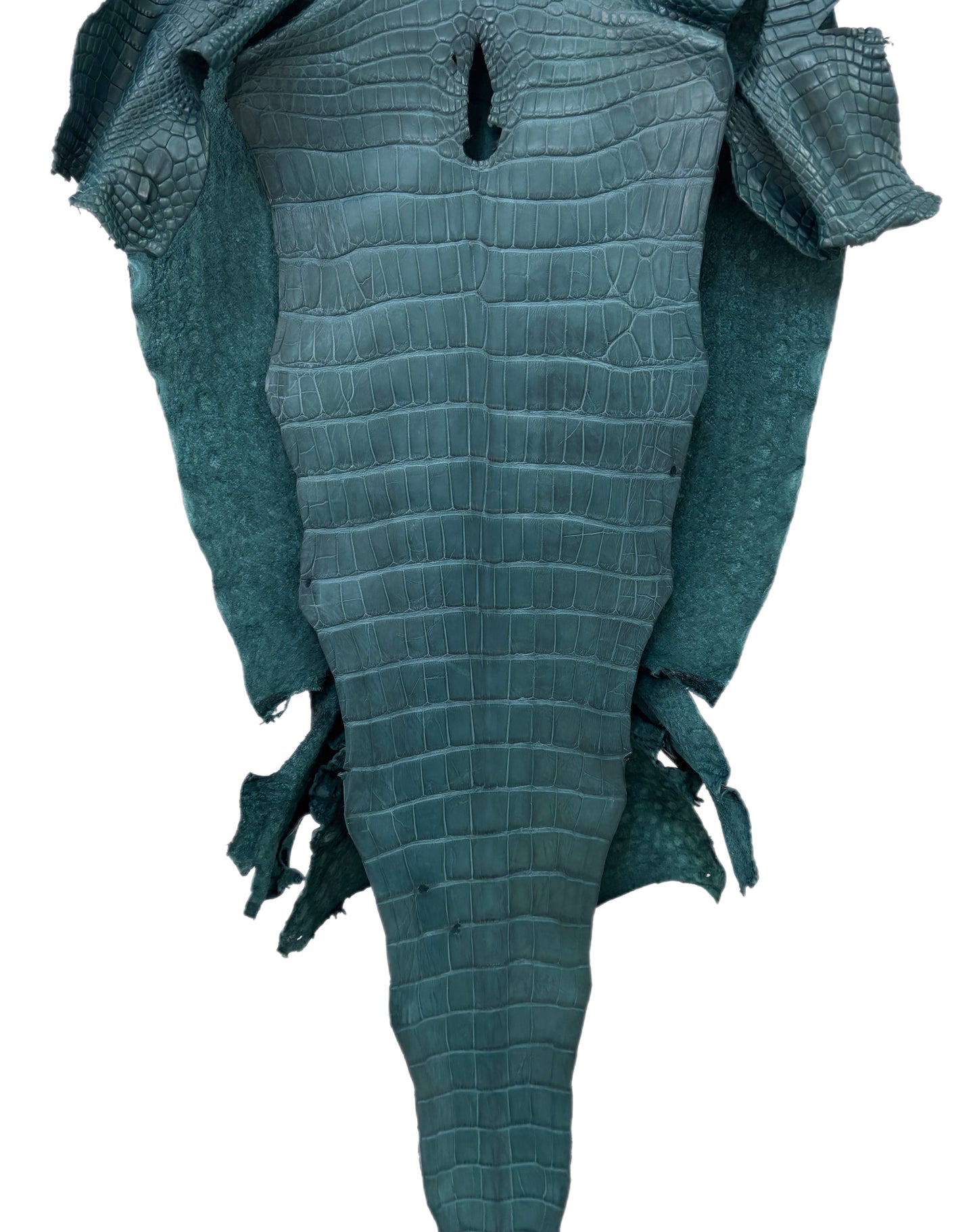 43 cm Grade 2/3 Teal Matte Wild American Alligator Leather - Tag: LA23-0048188