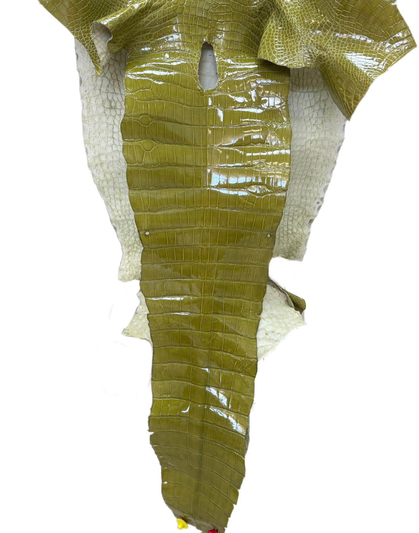 CLOSEOUT | 44 cm Grade 2/3 Muguet Glazed Wild American Alligator Leather - Tag: CCIT-0539935