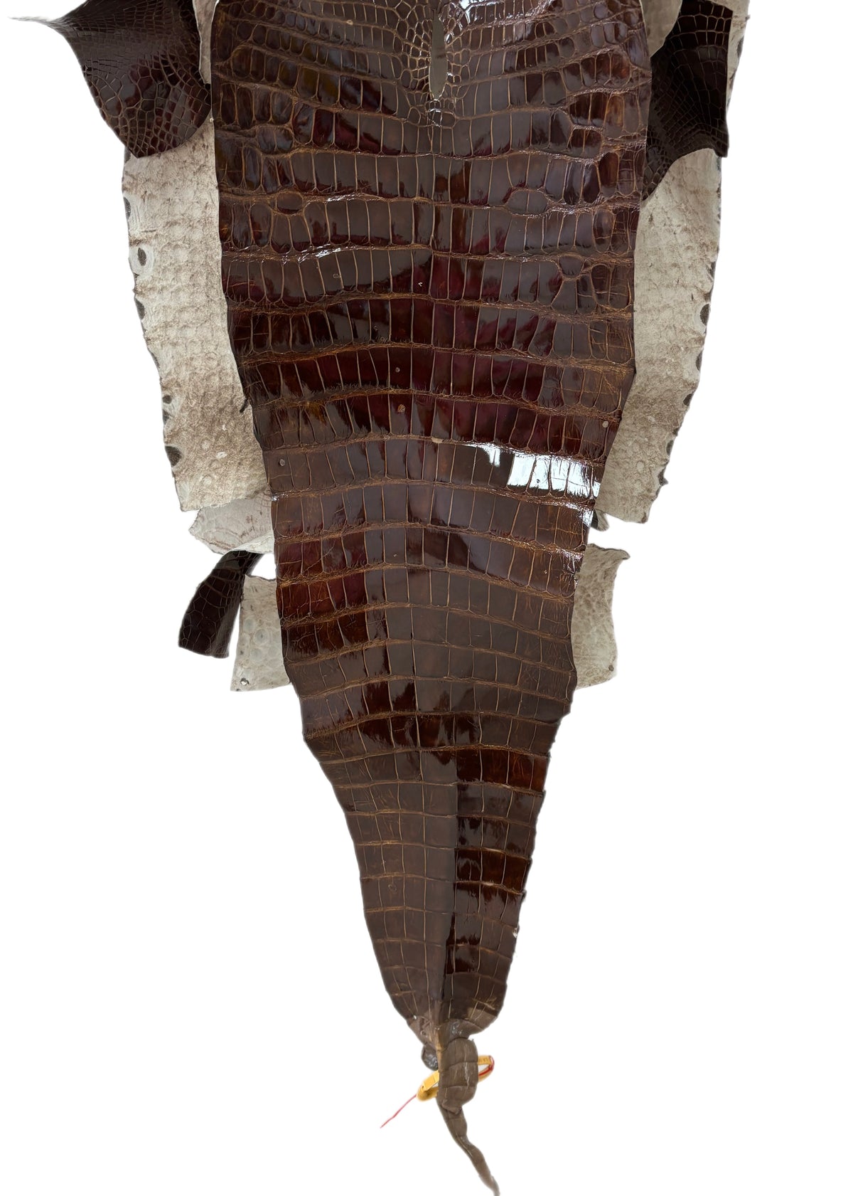 48 cm Grade 4/5 Brown Glazed Wild American Alligator Leather - Tag: LA23-0038182