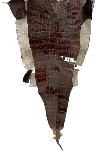 48 cm Grade 4/5 Brown Glazed Wild American Alligator Leather - Tag: LA23-0038182