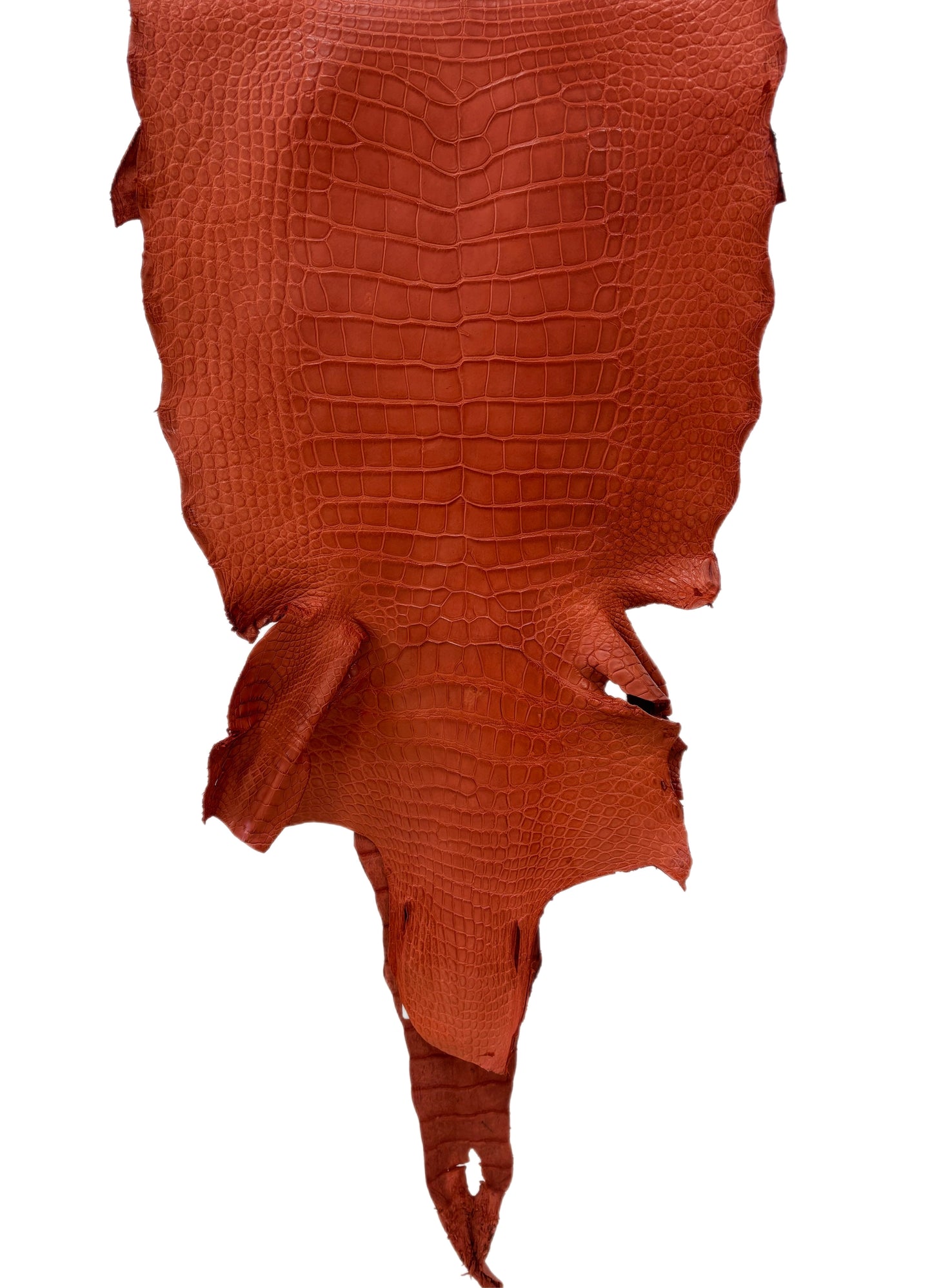42 cm Grade 2/3 Pumpkin Matte Wild American Alligator Leather - Tag: LA18-0033097