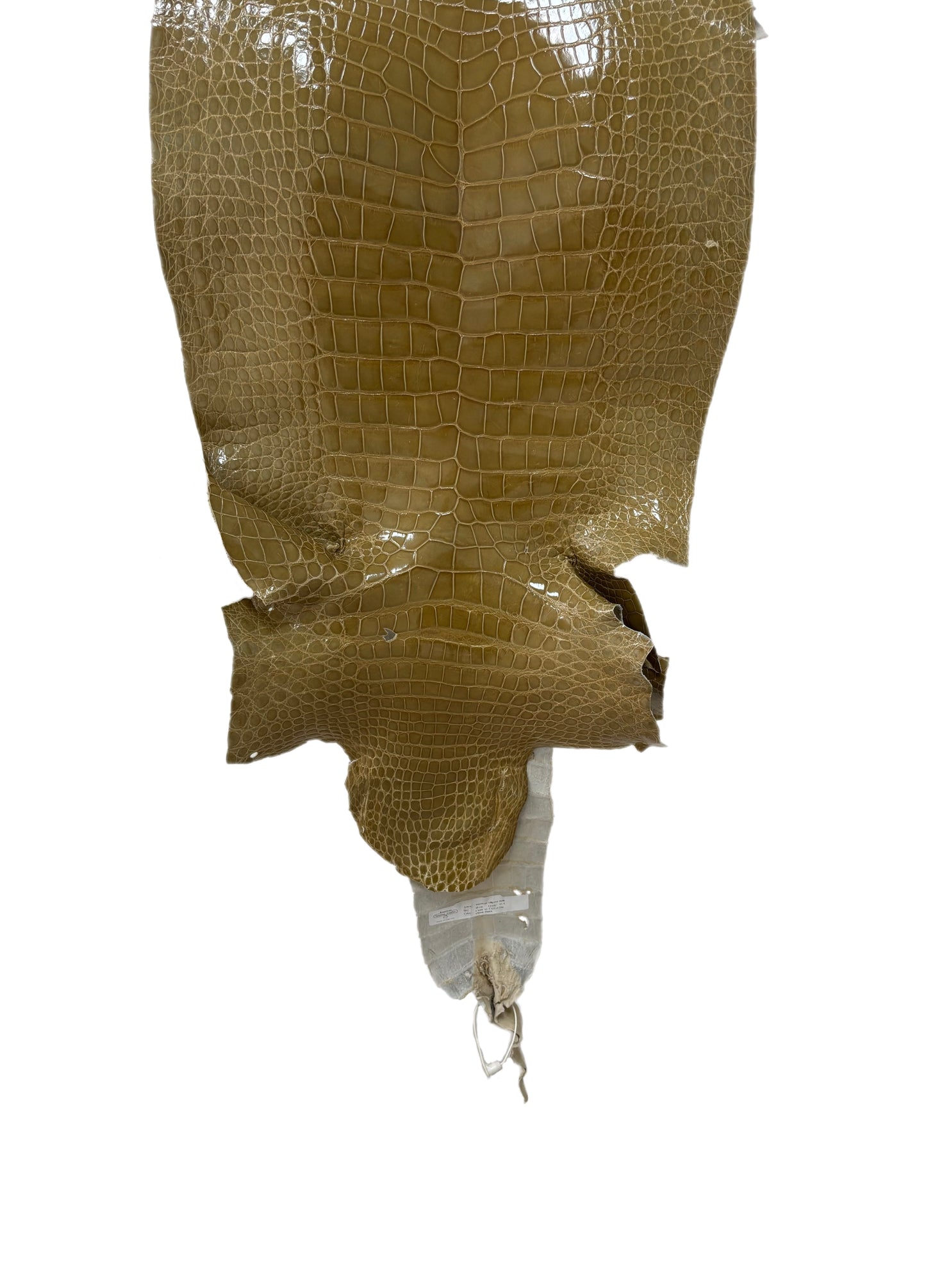 43 cm Grade 4/5 Cafe Au Lait Glazed Wild American Alligator Leather - Tag: LA23-0020210
