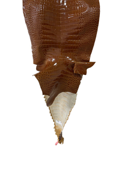 32 cm Grade 1 Cognac Glazed Farm-Raised American Alligator Leather - Tag: FL21-0024369