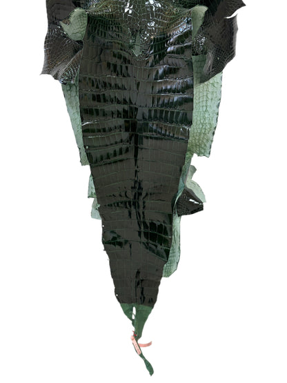37 cm Grade 1/2 Forest Green Glazed Wild American Alligator Leather - Tag: LA18-0037481