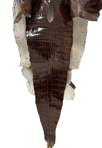 45 cm Grade 3/4 Brown Glazed Wild American Alligator Leather - Tag: LA23-0022227