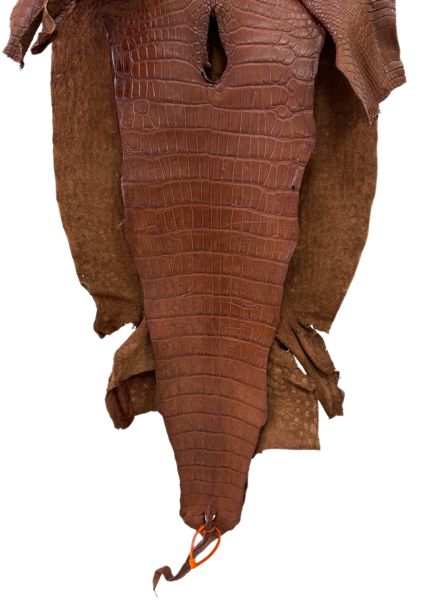 46 cm Grade 3/4 Cigar Matte Wild American Alligator Leather - Tag: LA24-0022295