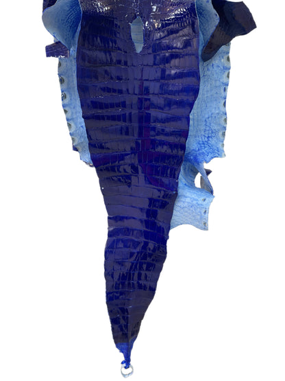 46 cm Grade 1/2 Electric Blue Glazed Wild American Alligator Leather - Tag: FL23-0002152