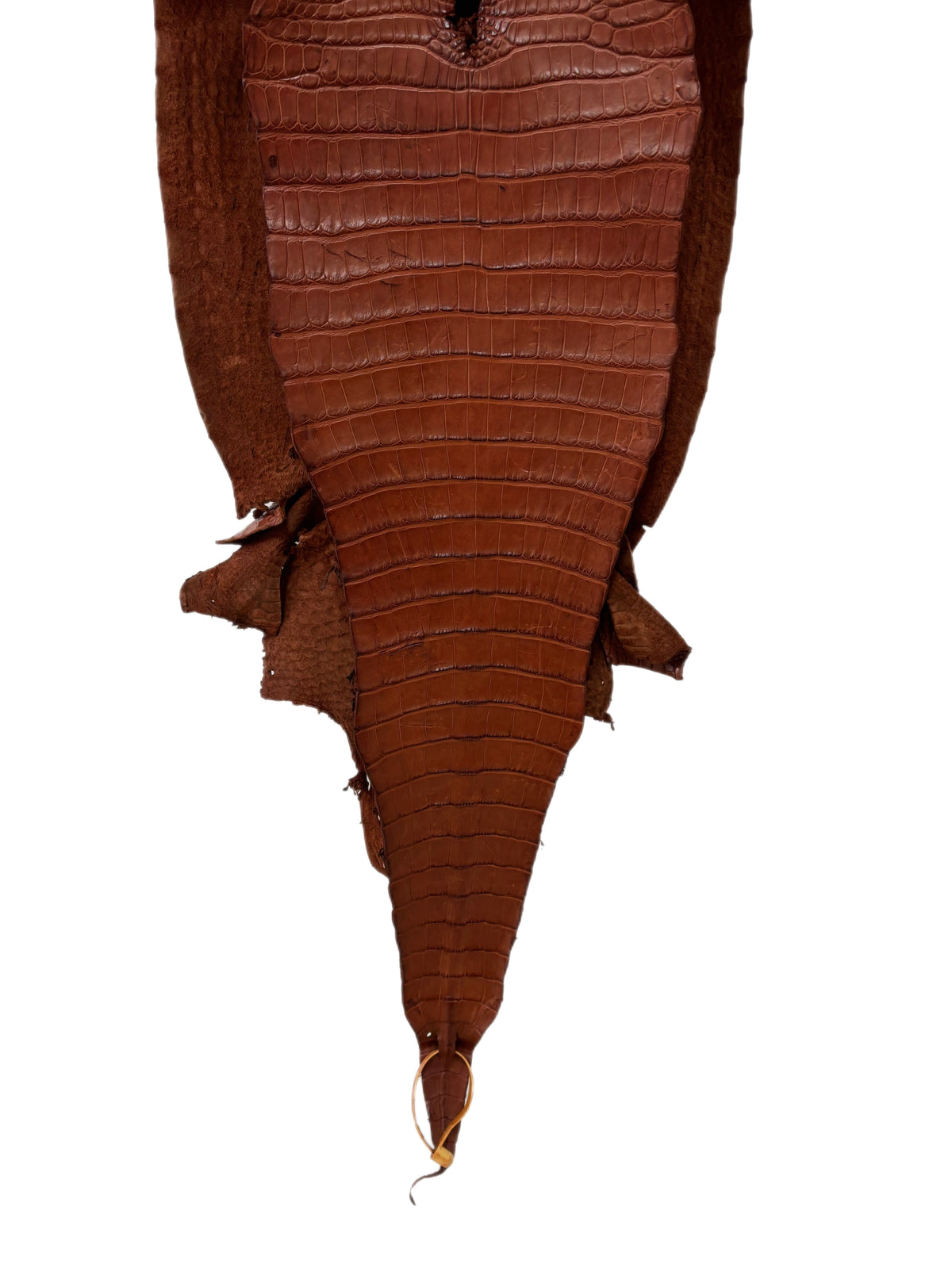 35 cm Grade 2/3 Rustic Cognac Desert Farm-Raised American Alligator Leather - Tag: FL17-0036954