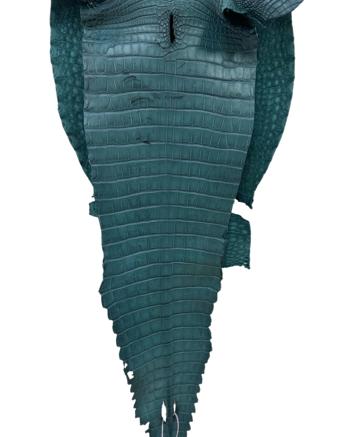 38 cm Grade 3/4 Teal Matte Farm-Raised American Alligator Leather - Tag: FL18-0034884