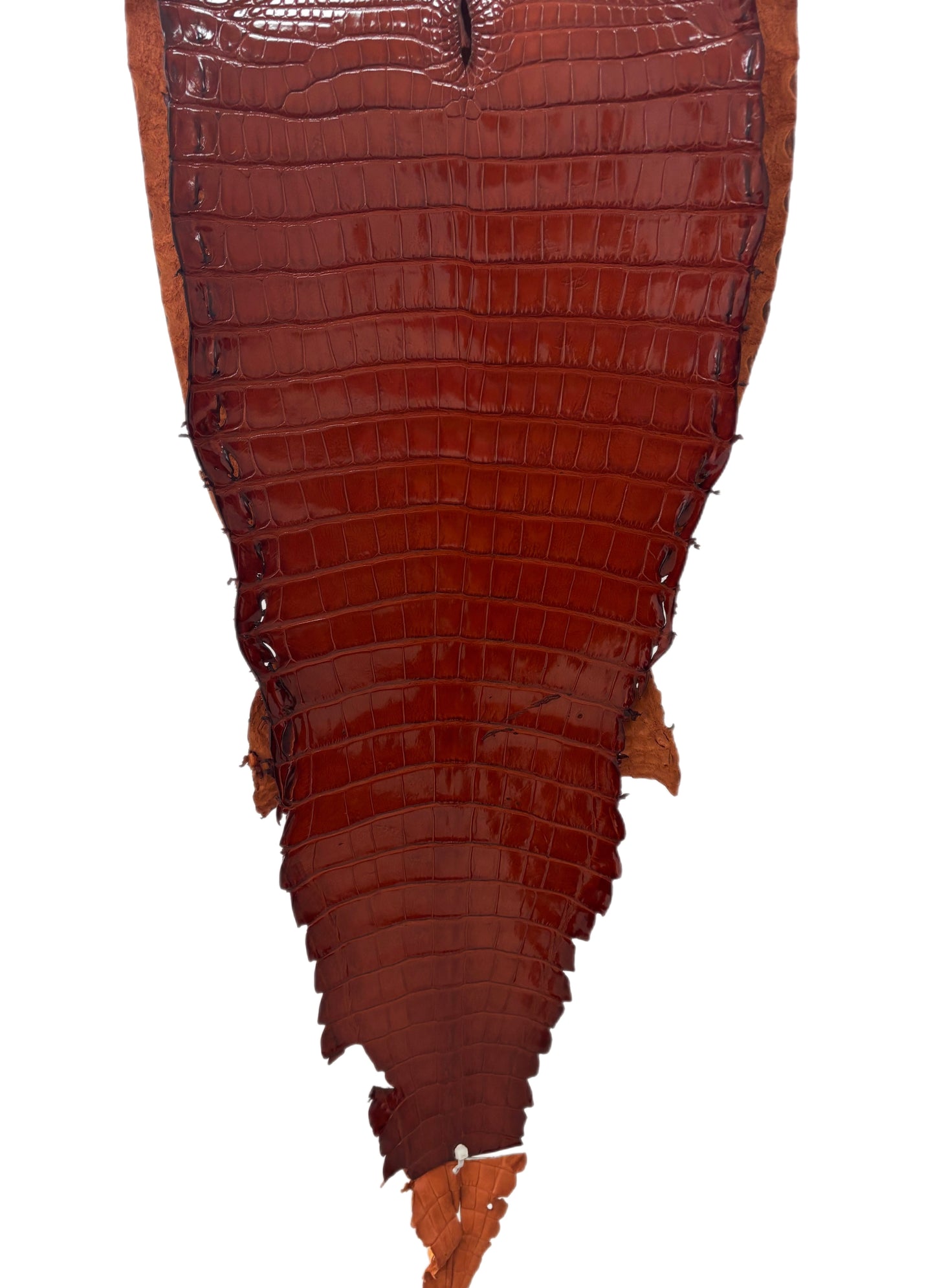 37 cm Grade 1/2 Peanut Millennium Farm-Raised American Alligator Leather - Tag: FL17-0052656