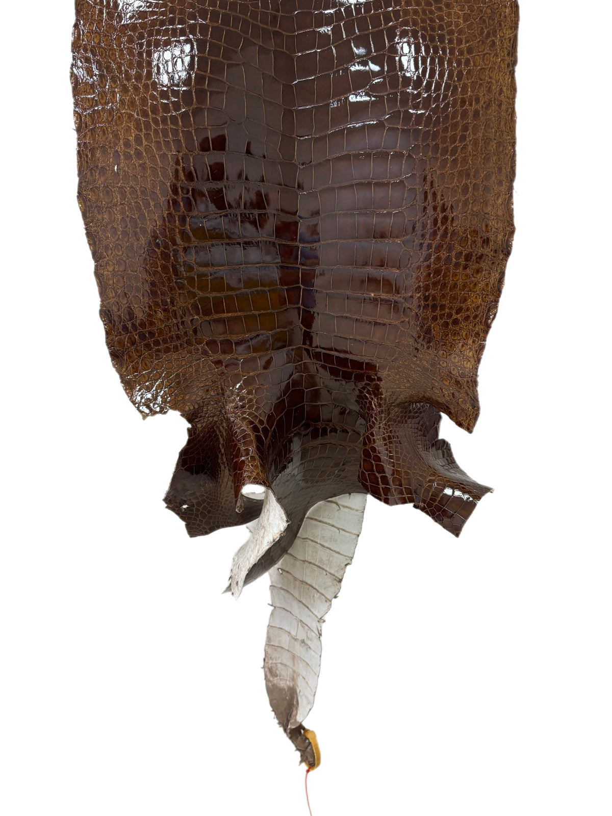 42 cm Grade 3/4 Brown Glazed Wild American Alligator Leather - Tag: LA23-0000497